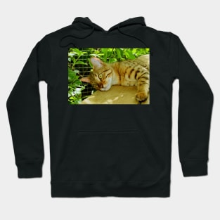 Leopard-spotted Bengal Stretching Out Hoodie